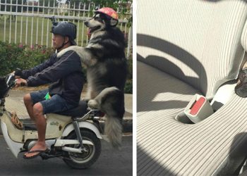 Животные, которые своими повадками скрасят ваши серые будни