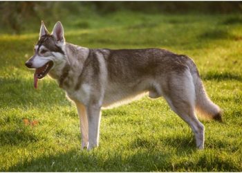 Пятерка самых дорогих пород собак