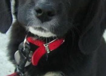 Трогательный взгляд