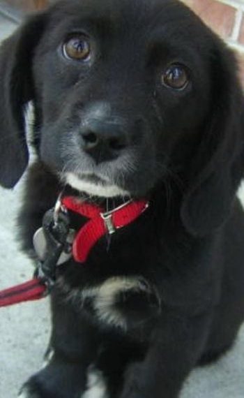 Трогательный взгляд