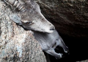 Туристы спасли горного козла