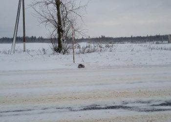 Россиянин спас кошку, которая почти замерзла до смерти (8 фото)
