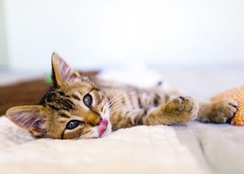 Когда жена не готова к кошечкам