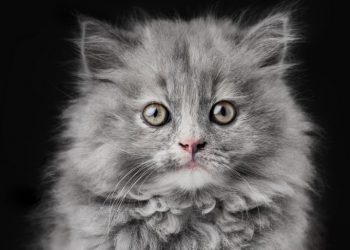 Подарили нам с парнем котёнка редкой породы…