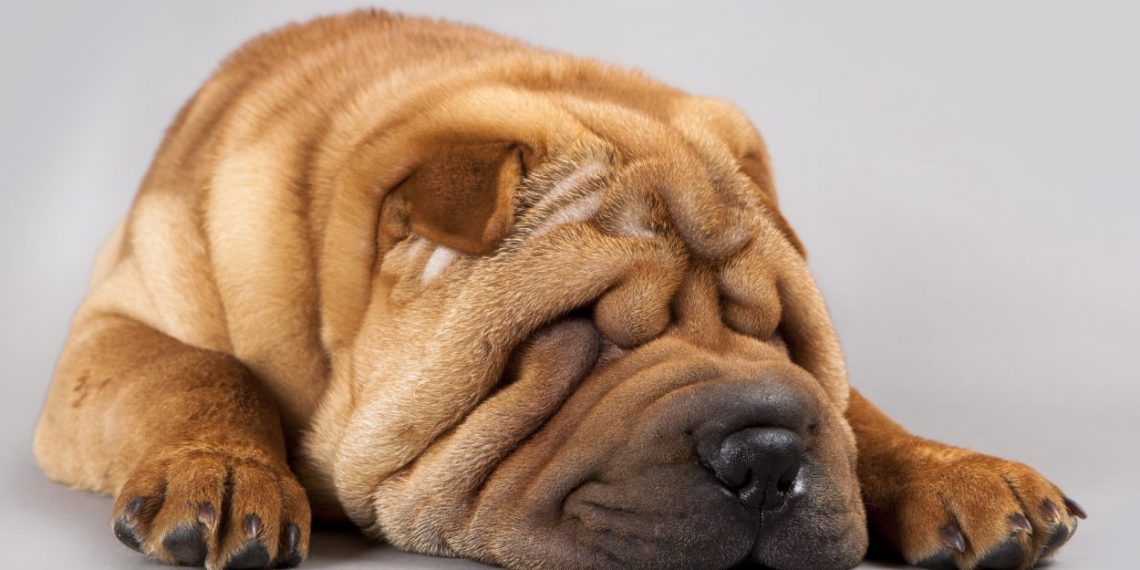 Почему эти люди не воспитывают своих детей?!