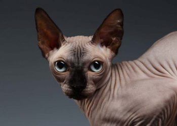 Кот наизнанку