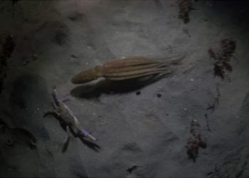 Непредсказуемый финал схватки осминога и краба