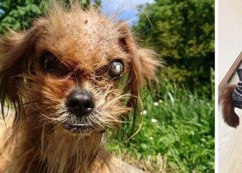 Пес был в таком ужасном состоянии, будто его выкинули из преисподней. Но добрые руки сотворили чудо