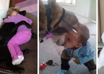 Если вы сомневаетесь, нужна ли вашему ребенку собака, просто посмотрите эти фотографии