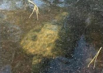 Охотники наткнулись на замерзшую в озере огромную черепаху (2 фото)