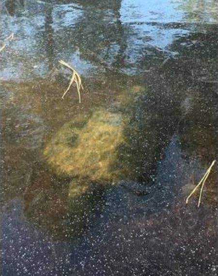 Охотники наткнулись на замерзшую в озере огромную черепаху (2 фото)