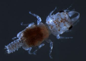 10 видов животных, названных в честь знаменитостей