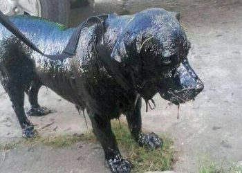 Собаке полностью облитой смолой удалось выжить (8 фото)