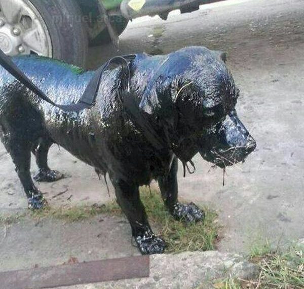 Собаке полностью облитой смолой удалось выжить (8 фото)