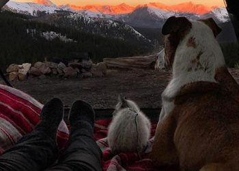 «Котопес», путешествующий по горам, очаровал соцсети