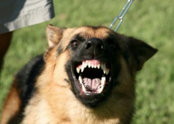 У каких собак самые болючие укусы
