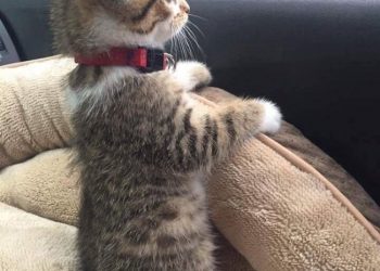 Мастера фотошопа (28 фото)