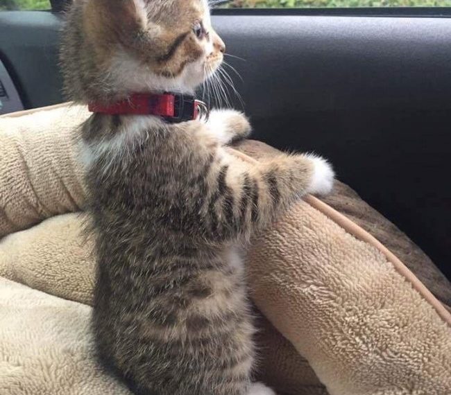 Мастера фотошопа (28 фото)