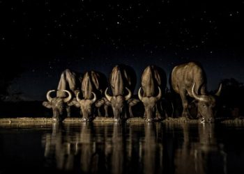 Мир животных (21 фото)