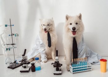 Насколько вы сообразительны?