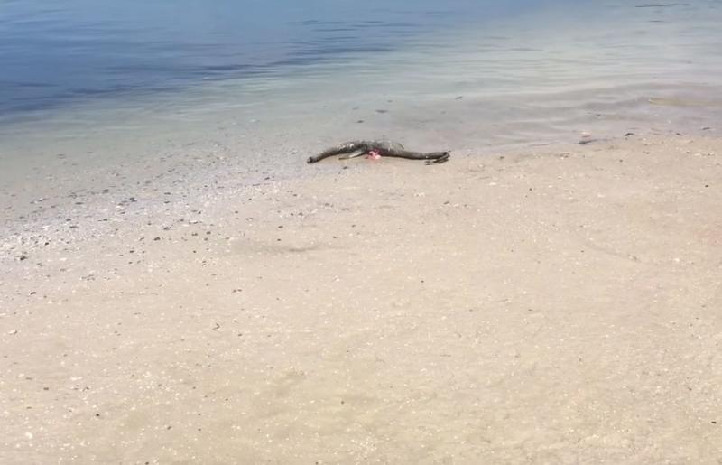 Останки неизвестного животного на пляже в США