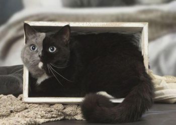 Двуликий кот Нарния – чудо кошачьего мира (6 фото)