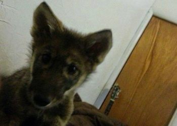 Находка щенка (7 фото)