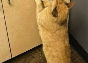 Вижу цель — не вижу препятствий (4 фото)