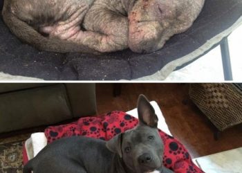Как преображаются собаки, оказавшись в любящих семьях (20 фото)