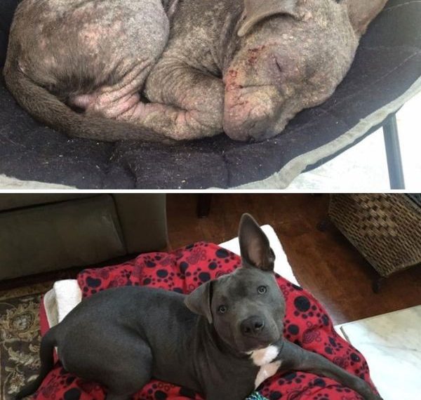 Как преображаются собаки, оказавшись в любящих семьях (20 фото)