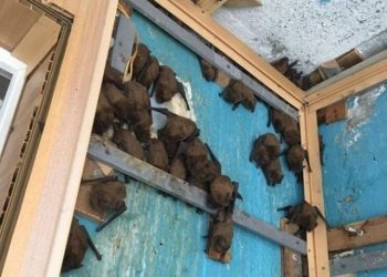 Ремонт балкона превратился в операцию по спасению летучих мышей (3 фото)