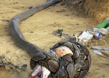 Смертельная битва