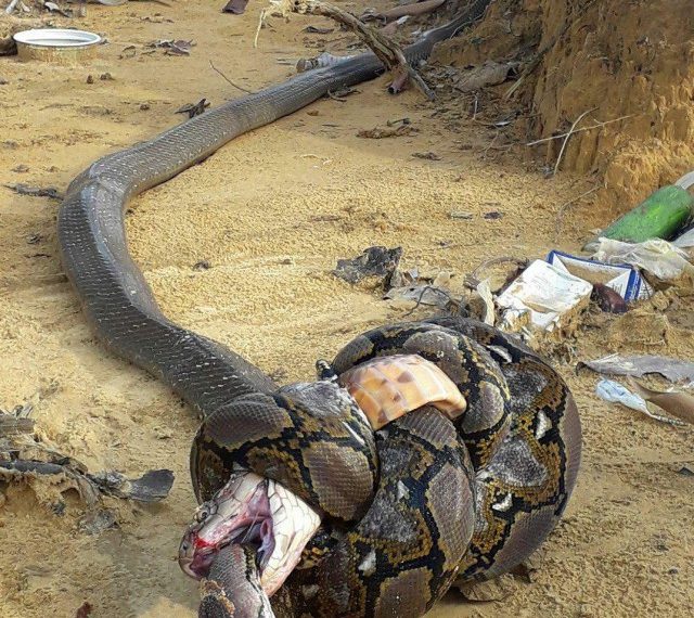 Смертельная битва