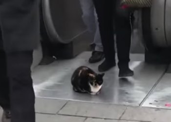 Кошка разлеглась прямо возле выхода с эсколатора. Реакция людей удивительна