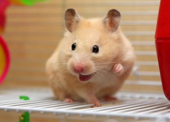 Дочь сказала, что её хомяк заболел…