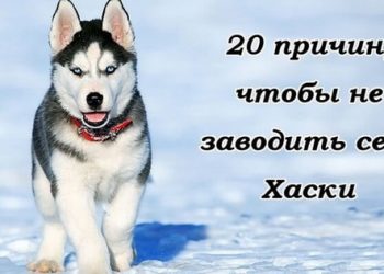 Хотите завести в своем доме хаски? Сначала прочтите это!