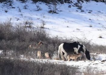 Интернет недоумевает: как эта итальянская лошадка так запросто барахтается в снегу среди стаи волков?