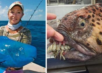 20 невероятно странных животных нашей планеты