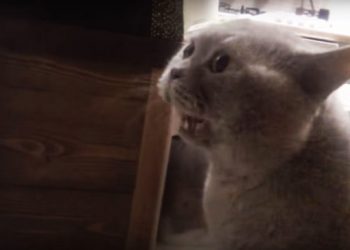 В это трудно поверить, но кот так хотел выйти, что закричал человеческим голосом «Открой мне»