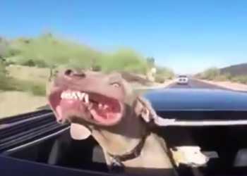 Самый забавный пес, который обожает разъезжать с ветерком