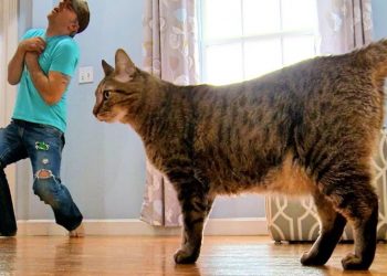 Парень сымитировал свою смерть, чтобы узнать реакцию кошки. Котики такие котики