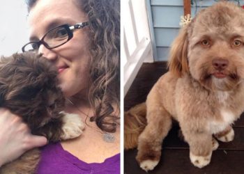 Чем дольше вы смотрите на этого милейшего пёсика, тем больше его внешность начинает пугать