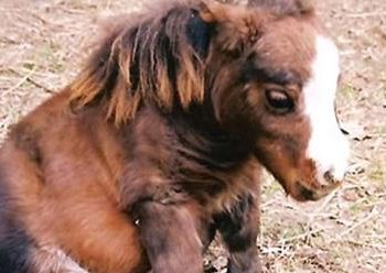 Посмотрите на самую маленькую лошадку в мире. Нельзя не умиляться этой крошке!