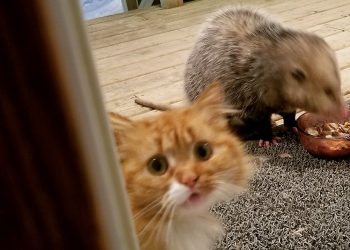 Выразительная реакция кота на опоссума, который покусился на его обед