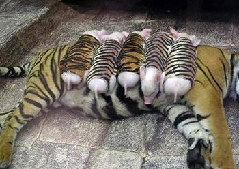 Тигрица приняла поросят в полосатых рубашках за родных детей! Это надо видеть!