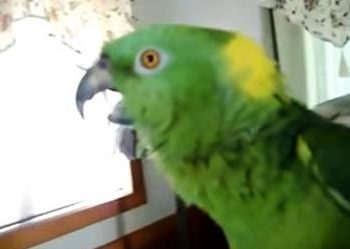 Этот попугай так чисто поёт сложную песню, что можно разобрать слова! Такого уникума вы точно не видели!