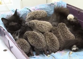 Мама Муся: кошка усыновила восьмерых ёжиков-сирот (Видео)