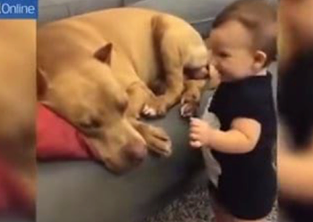 Малыш аккуратно подошел к спящему питбулю и чмокнул его, реакция пса — мгновенна