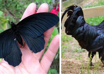 17 животных, которых природа сделала темнее самой темной ночи