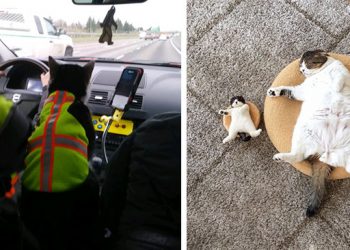 20 котиков, которые слишком забавны, чтобы скрывать их от человечества